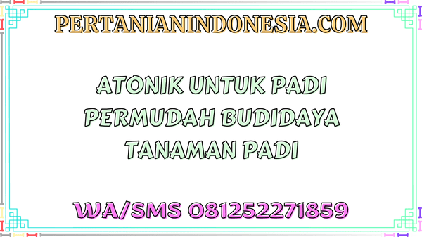 Atonik Untuk Padi Permudah Budidaya Tanaman Padi